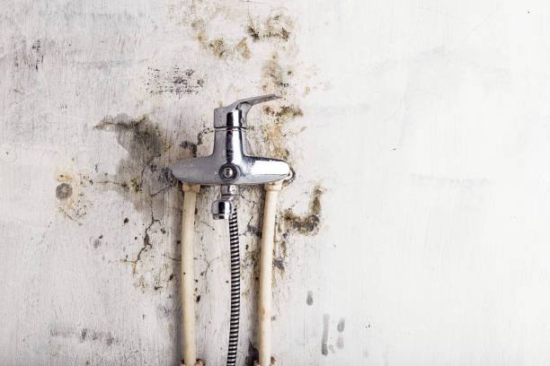 Best Mold Testing  in Bryn Mawr, PA