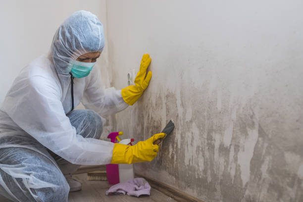 Professional Mold Removal in Bryn Mawr, PA