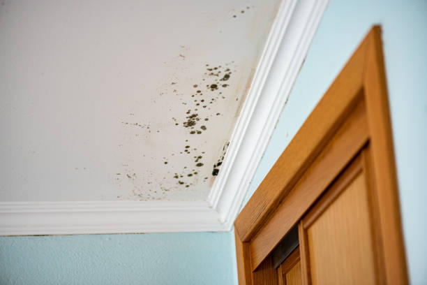 Crawl Space Mold Removal in Bryn Mawr, PA
