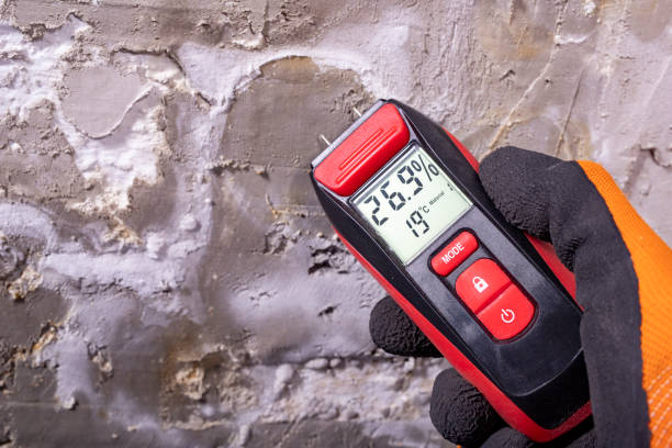 Best Local Mold Removal Service  in Bryn Mawr, PA