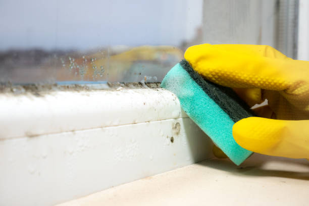 Best Mold Damage Repair  in Bryn Mawr, PA