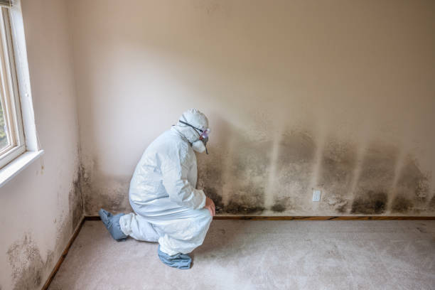 Best Fast Mold Removal  in Bryn Mawr, PA