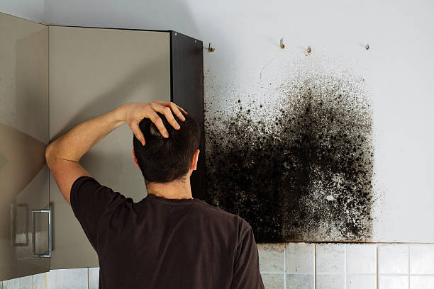 Best Black Mold Removal  in Bryn Mawr, PA